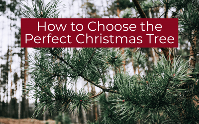 How to Choose the Perfect Christmas Tree